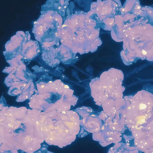 江疏影的小视频
