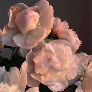 江疏影的小视频
